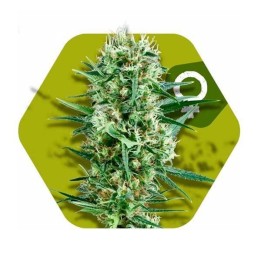 Crazy Cookies Feminizada de Zambeza Seeds