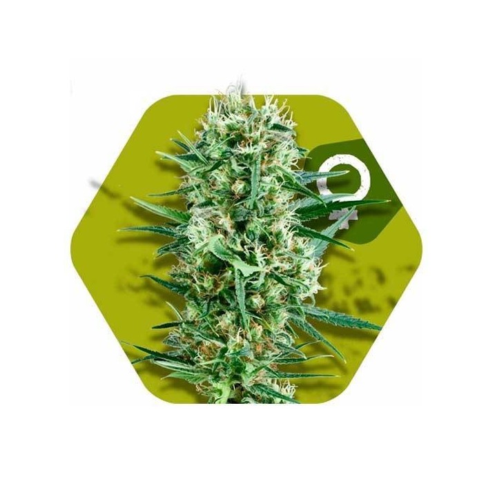 Crazy Cookies Feminizada de Zambeza Seeds