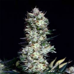 Rittus Haze Feminizada de Absolute Seeds