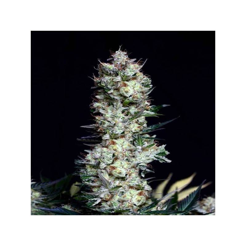 Rittus Haze Feminizada de Absolute Seeds