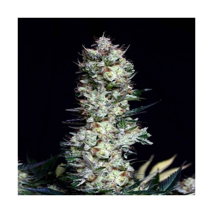 Rittus Haze Feminizada de Absolute Seeds