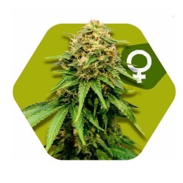 Critical XXL Feminizada de Zambeza Seeds