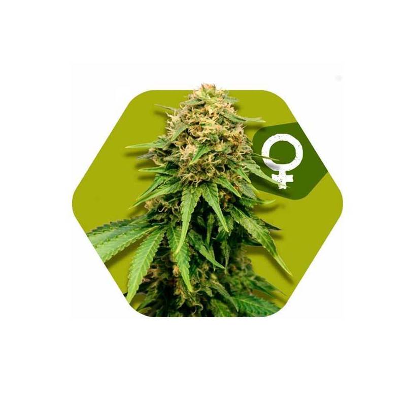 Critical XXL Feminizada de Zambeza Seeds