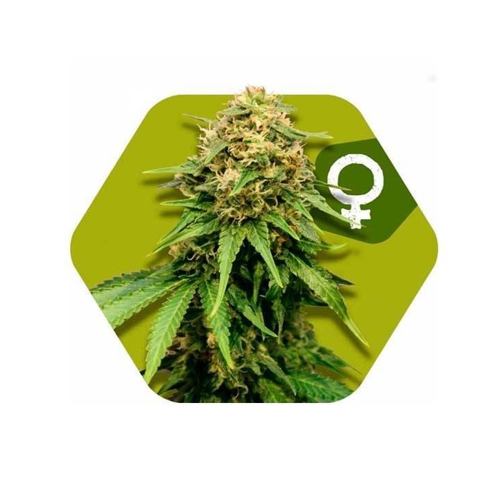 Critical XXL Feminizada de Zambeza Seeds