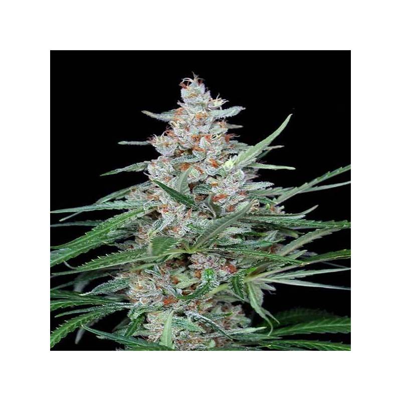 Utopia Feminizada de Absolute Seeds