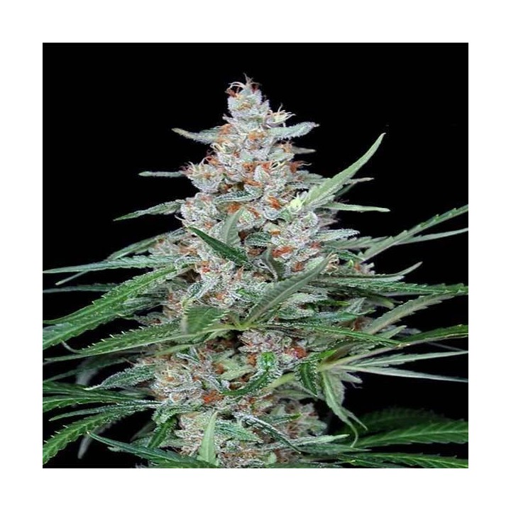 Utopia Feminizada de Absolute Seeds