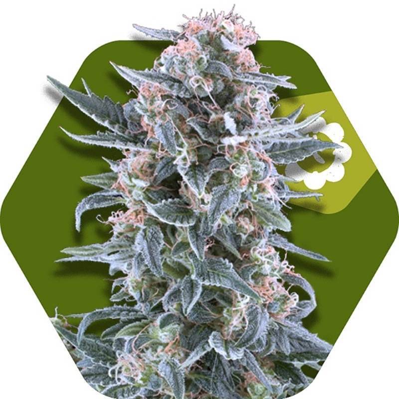 Blueberry Autofloreciente Feminizada de Zambeza Seeds