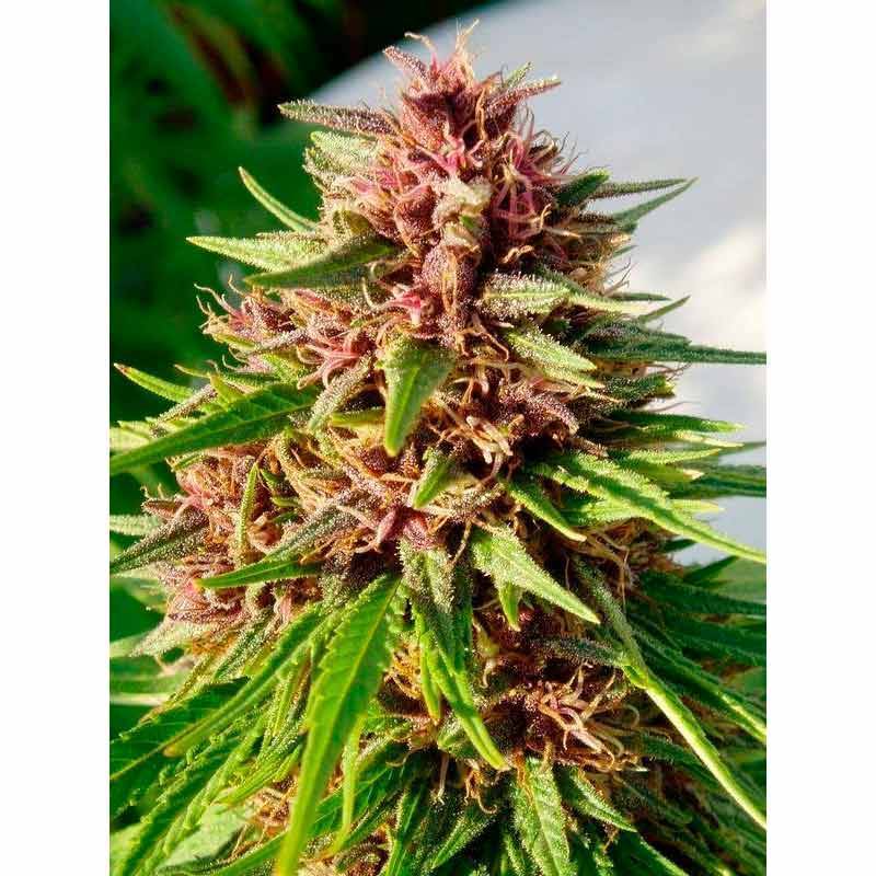 Erdpurt Feminizada de Ace Seeds