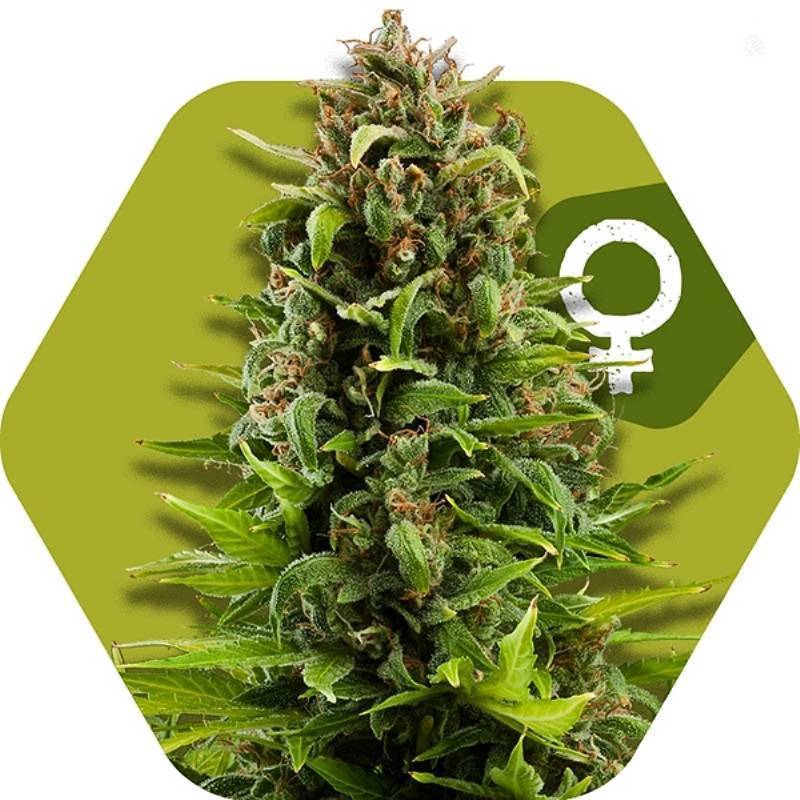 Nyc Diesel Feminizada de Zambeza Seeds