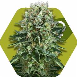 Og Bubble Gum Feminizada de Zambeza Seeds