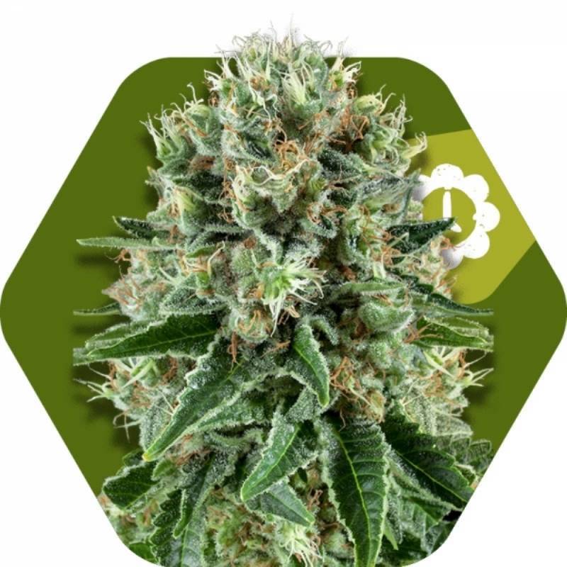 Og Bubble Gum Autofloreciente Feminizada de Zambeza Seeds