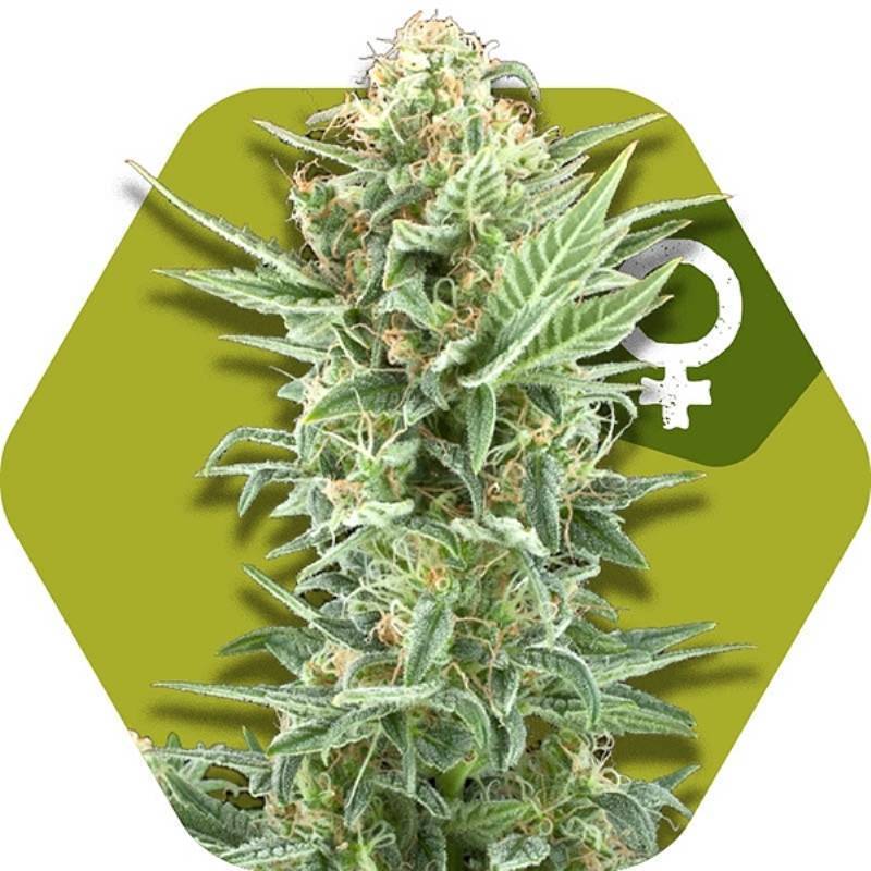 Power Kush Feminizada de Zambeza Seeds