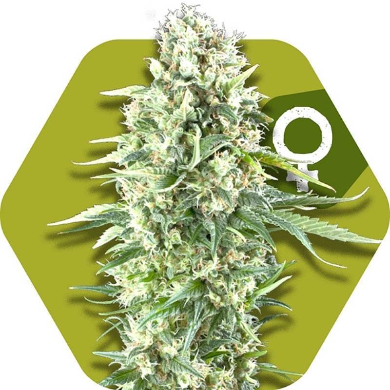 Power Plant XL Feminizada de Zambeza Seeds