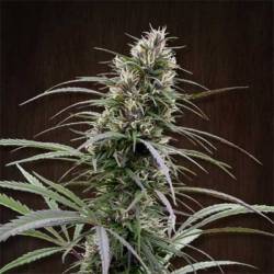 Congo Regular de Ace Seeds