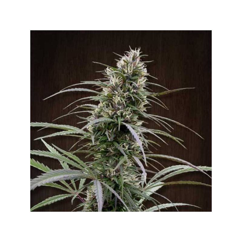 Congo Regular de Ace Seeds