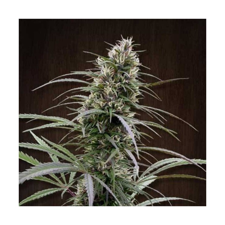 Congo Regular de Ace Seeds