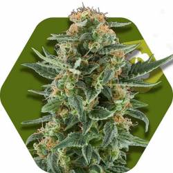 Power Plant XL...