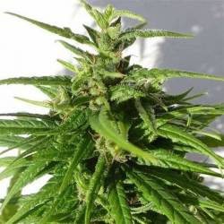 Green Haze Regular de Ace Seeds