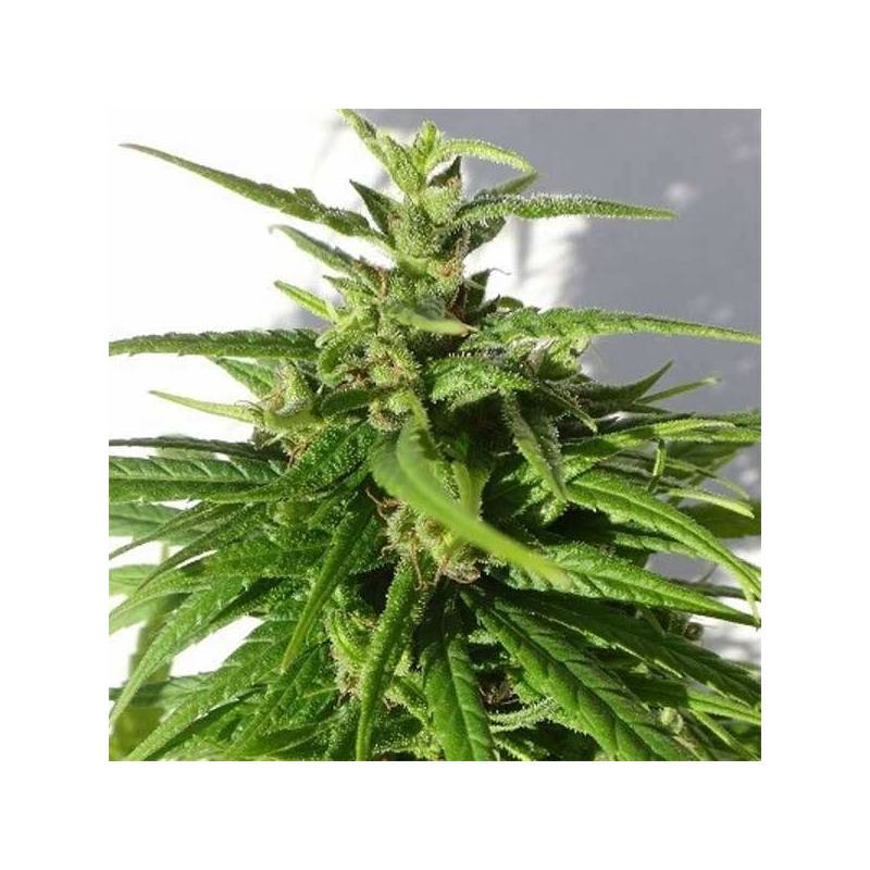 Green Haze Regular de Ace Seeds