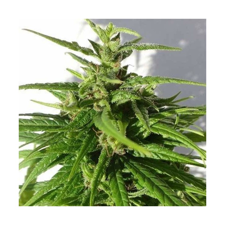 Green Haze Regular de Ace Seeds
