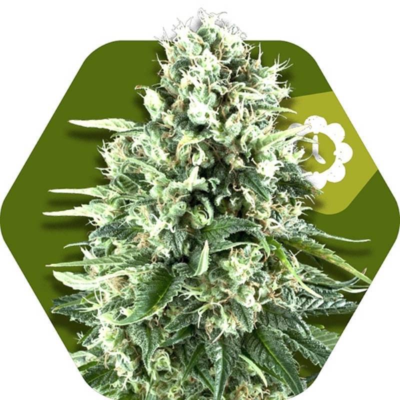 Super Silver Haze Autofloreciente Feminizada de Zambeza Seeds