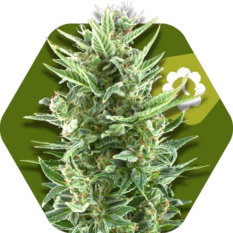 Vanilla Ice Autofloreciente Feminizada de Zambeza Seeds