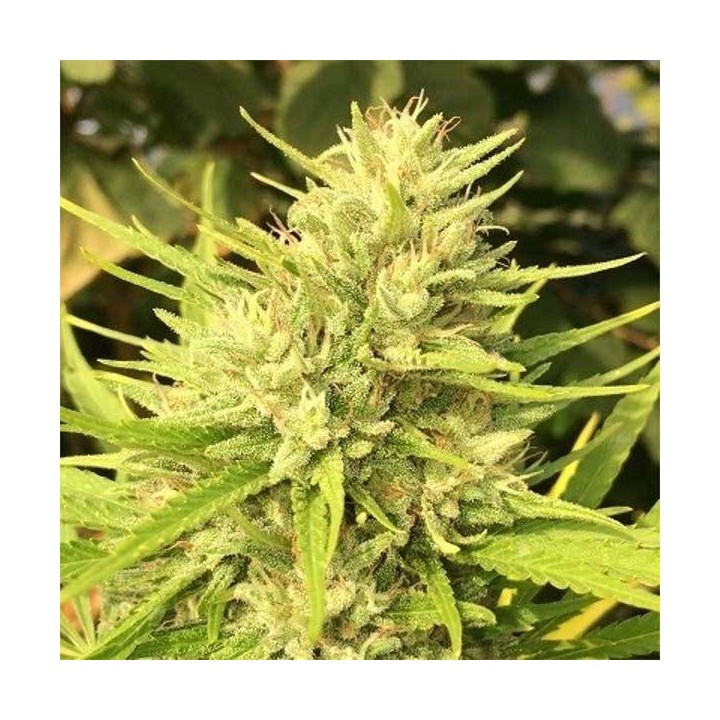 Malawi x Panama Feminizada de Ace Seeds