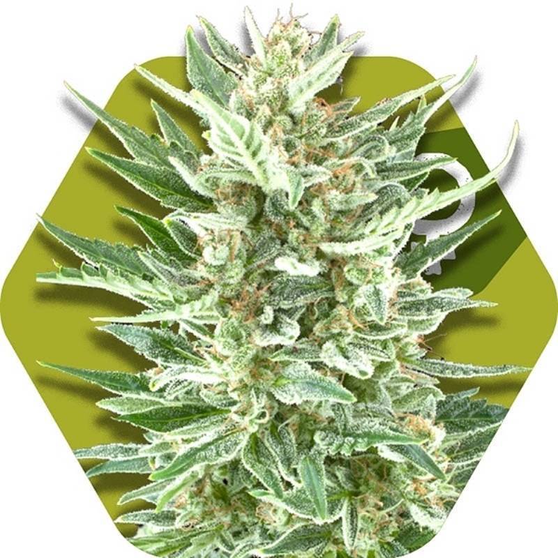 Vanilla Ice Feminizada de Zambeza Seeds