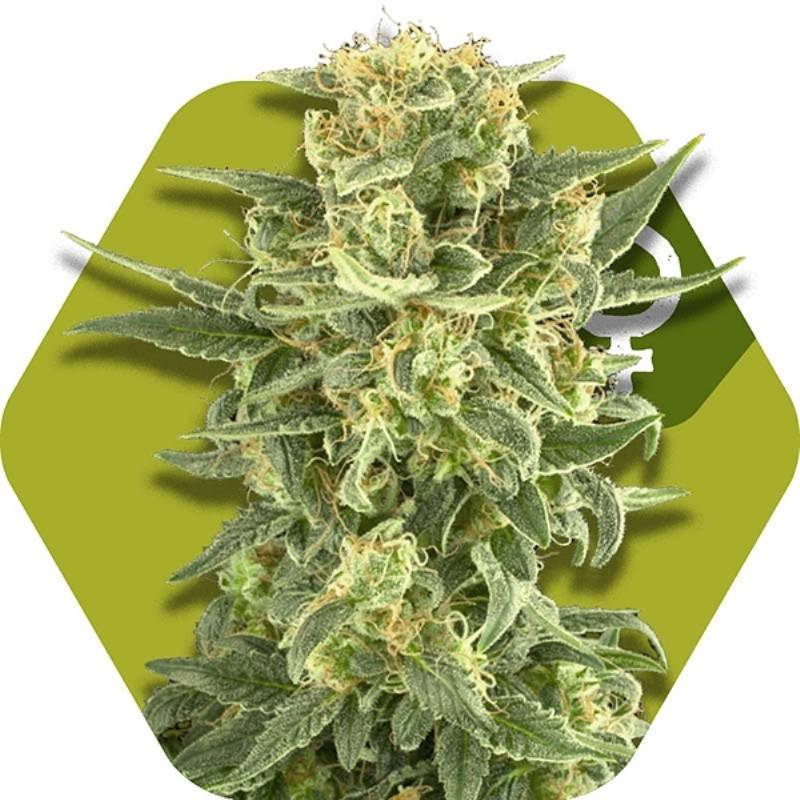 White Cheese Feminizada de Zambeza Seeds