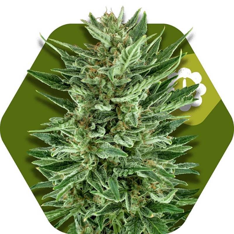 White Cheese Autofloreciente Feminizada de Zambeza Seeds