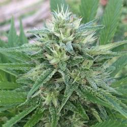 Panama x Bangi Haze Feminizada de Ace Seeds