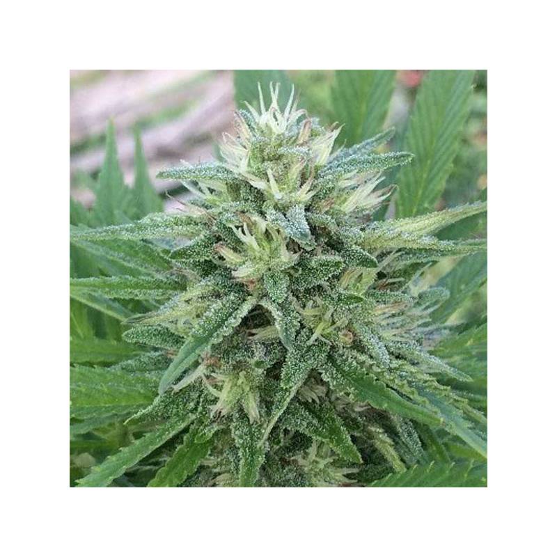 Panama x Bangi Haze Feminizada de Ace Seeds