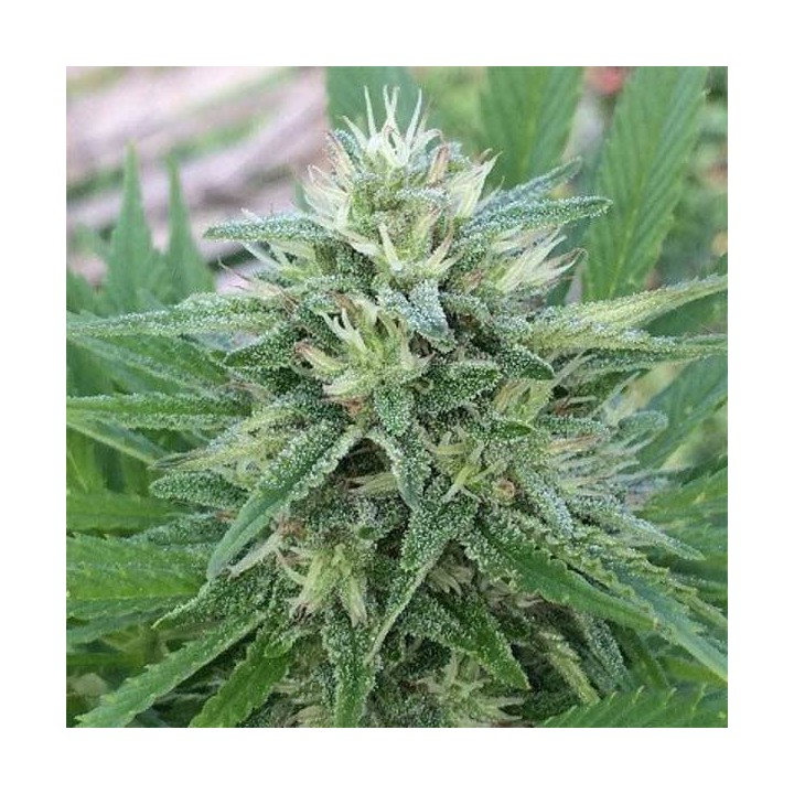 Panama x Bangi Haze Feminizada de Ace Seeds
