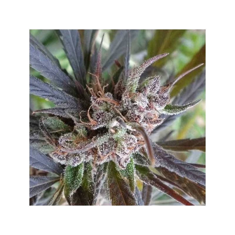 Haze X Kali China Feminizada de Ace Seeds