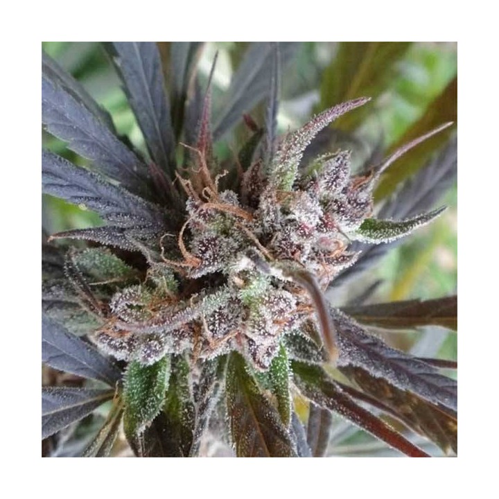 Haze X Kali China Feminizada de Ace Seeds