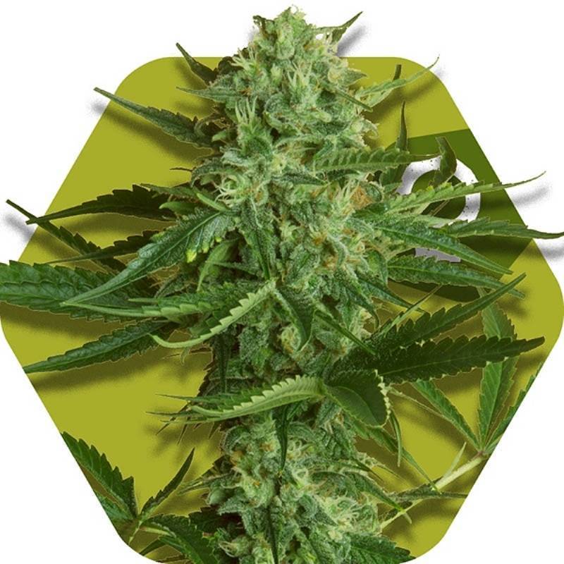 White Widow Haze Feminizada de Zambeza Seeds