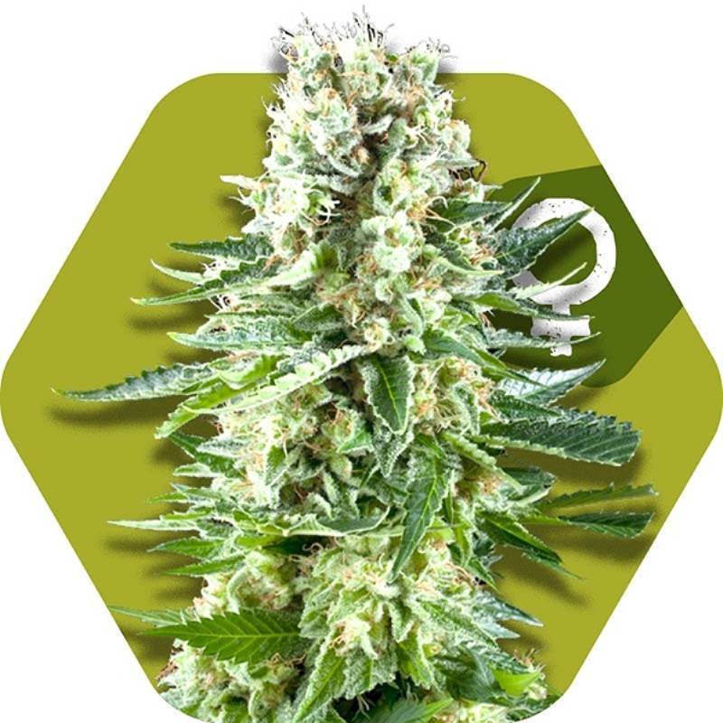 White Widow XL Feminizada de Zambeza Seeds