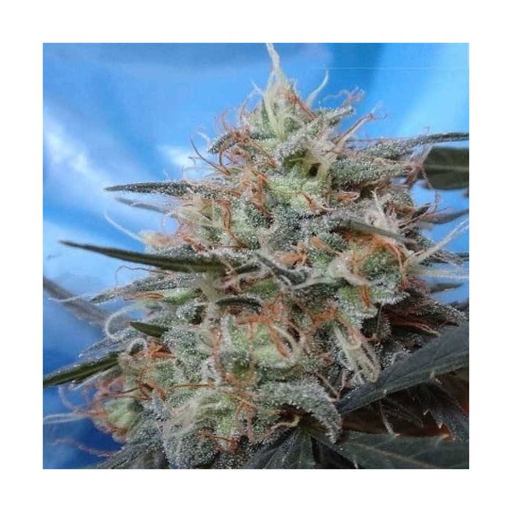Congo x Kali China Feminizada de Ace Seeds