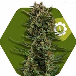 White Widow XL Autofloreciente Feminizada de Zambeza Seeds