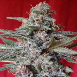 Snow Moon Feminizada de Ace Seeds