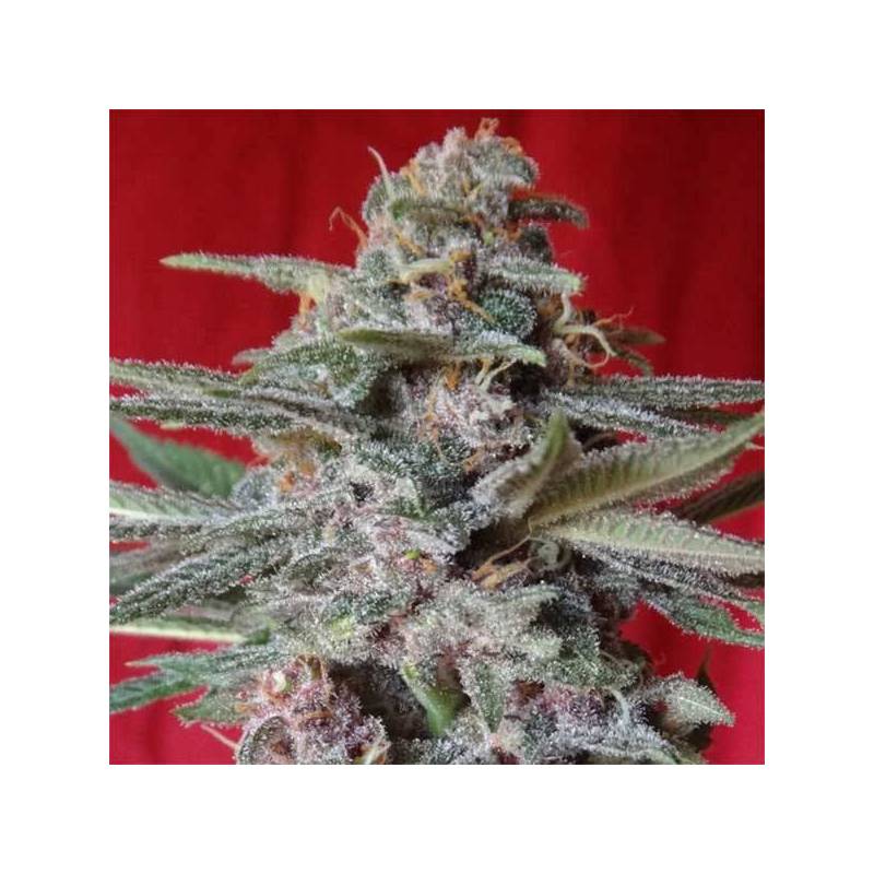 Snow Moon Feminizada de Ace Seeds