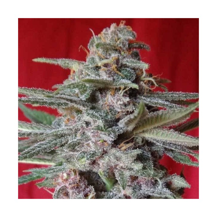 Snow Moon Feminizada de Ace Seeds