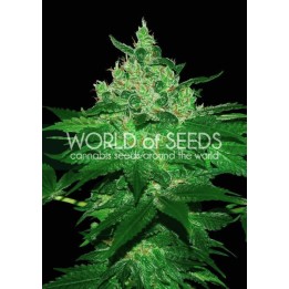 Afghan Kush (Pure Origin Colletion) Feminizada de World Of Seeds