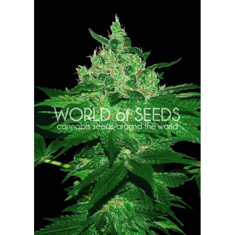 Afghan Kush (Pure Origin Colletion) Feminizada de World Of Seeds