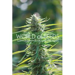 Colombian Gold (Pure Origin Collection) Feminizada de World Of