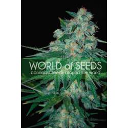 Ketama (Pure Origin Collection) Feminizada de World Of Seeds