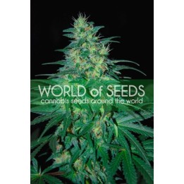 South African Kwazulu (Pure Origin Collection) Feminizada de