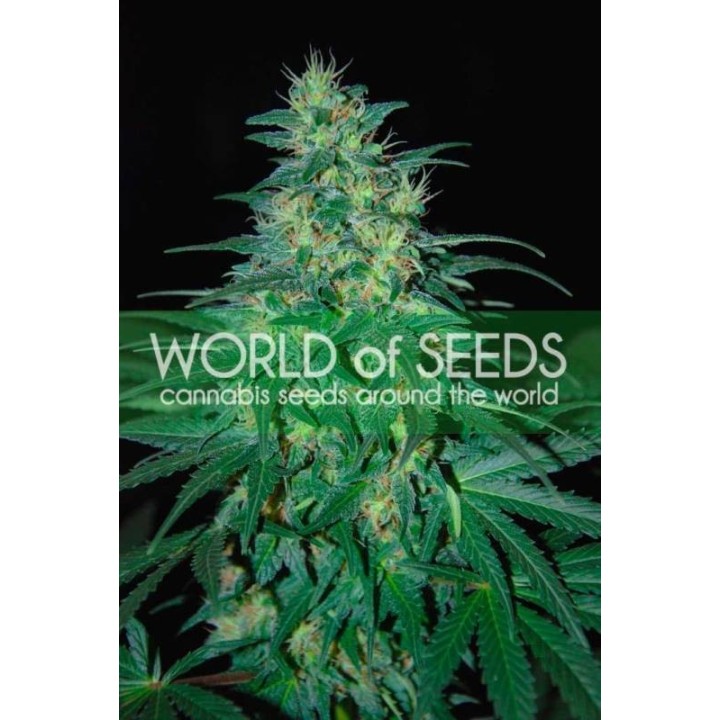 South African Kwazulu (Pure Origin Collection) Feminizada de