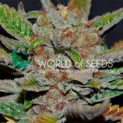 Bubba Haze (WOS) Regular de World Of Seeds