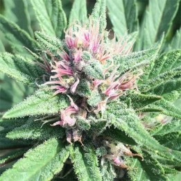 Pck x Erdpurt Feminizada de Ace Seeds